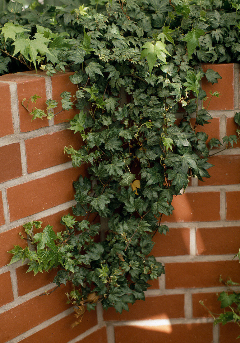 Hedera Helix 'sagittifolia'