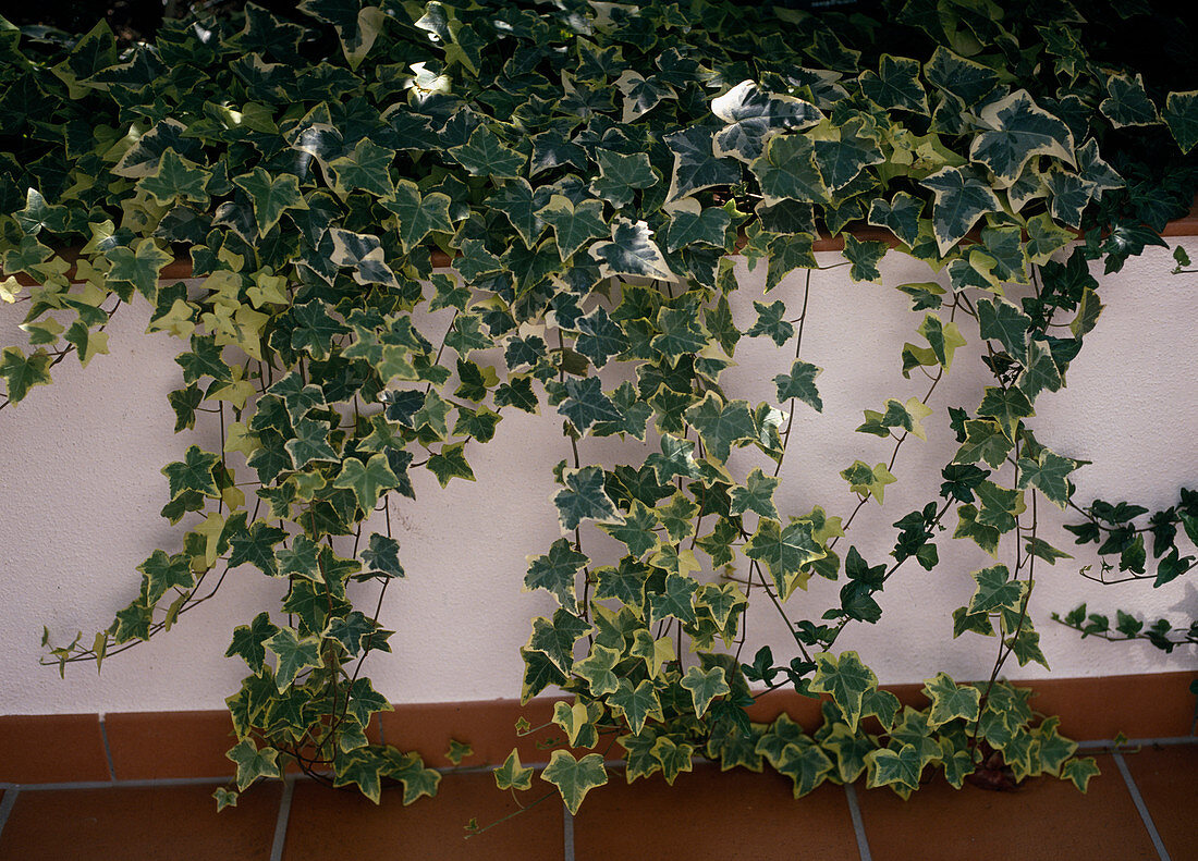 Hedera helix