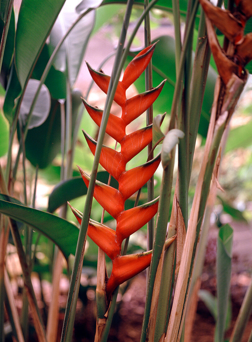 Heliconia