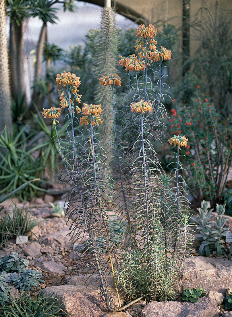 Kalanchoe Tubiflora