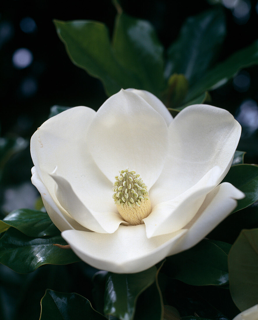 Magnolia Grandiflora