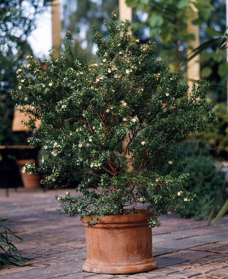 Myrtus communis