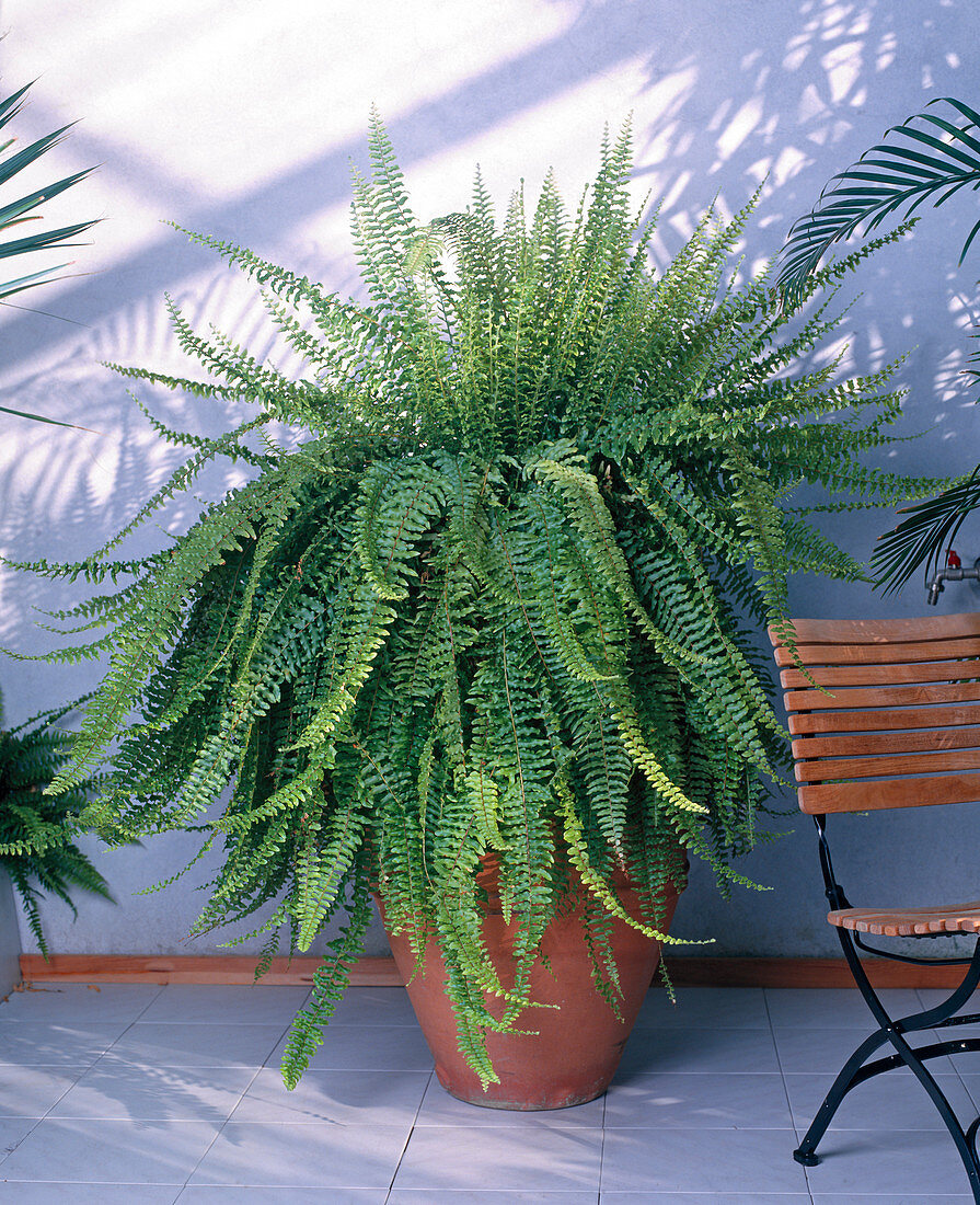 Nephrolepis exaltata