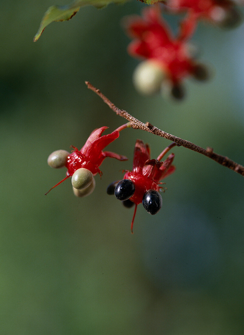 Ochna atropurpurea