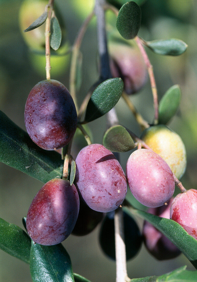 Olea europaea