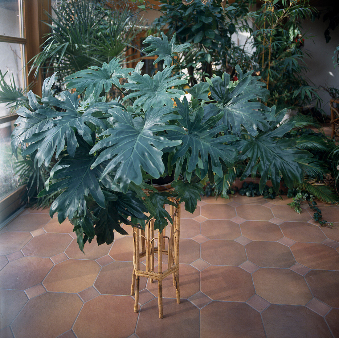 Philodendron selloum