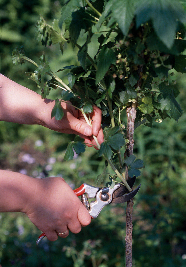 Cutting wild boar from currant stems