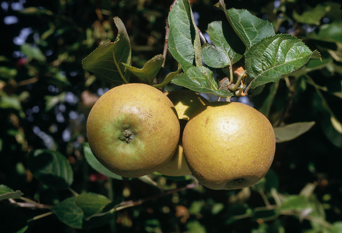 Apfel 'Zabergäu-Renette', Früchte