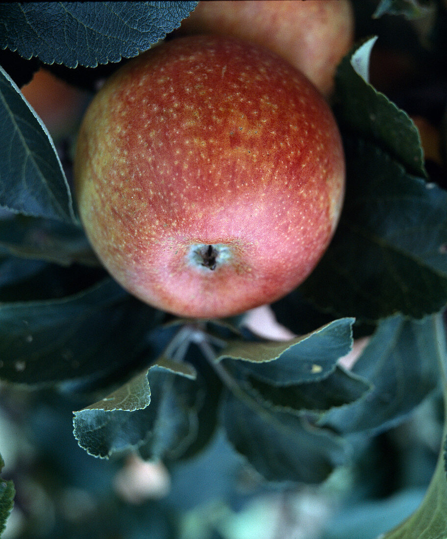 Apple 'Alkmene', fruit