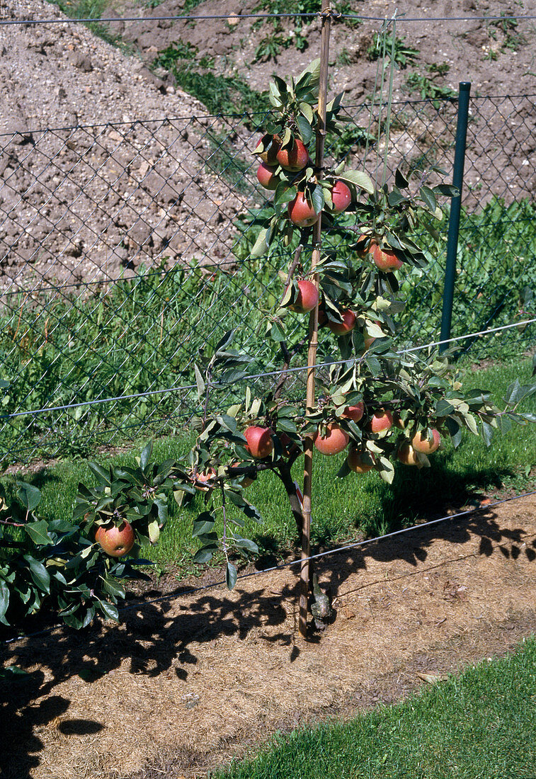 Spindelbusch