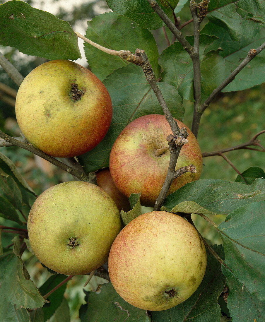 Apfel 'Laxtons Superb'