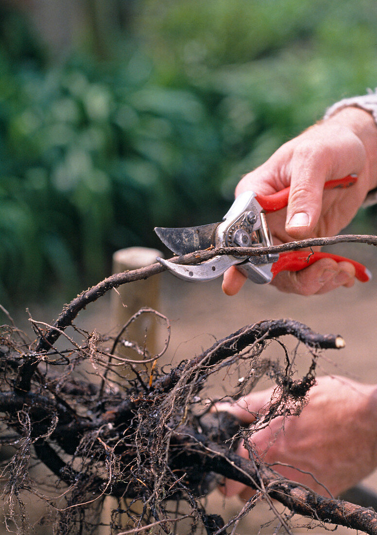 Planting an apple tree: 4/10