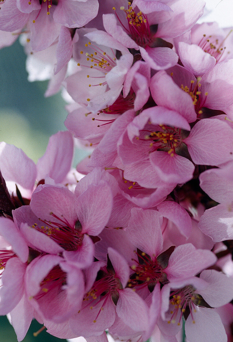 Prunus persicum 'Amber var. Pixzee' (sweet pea)