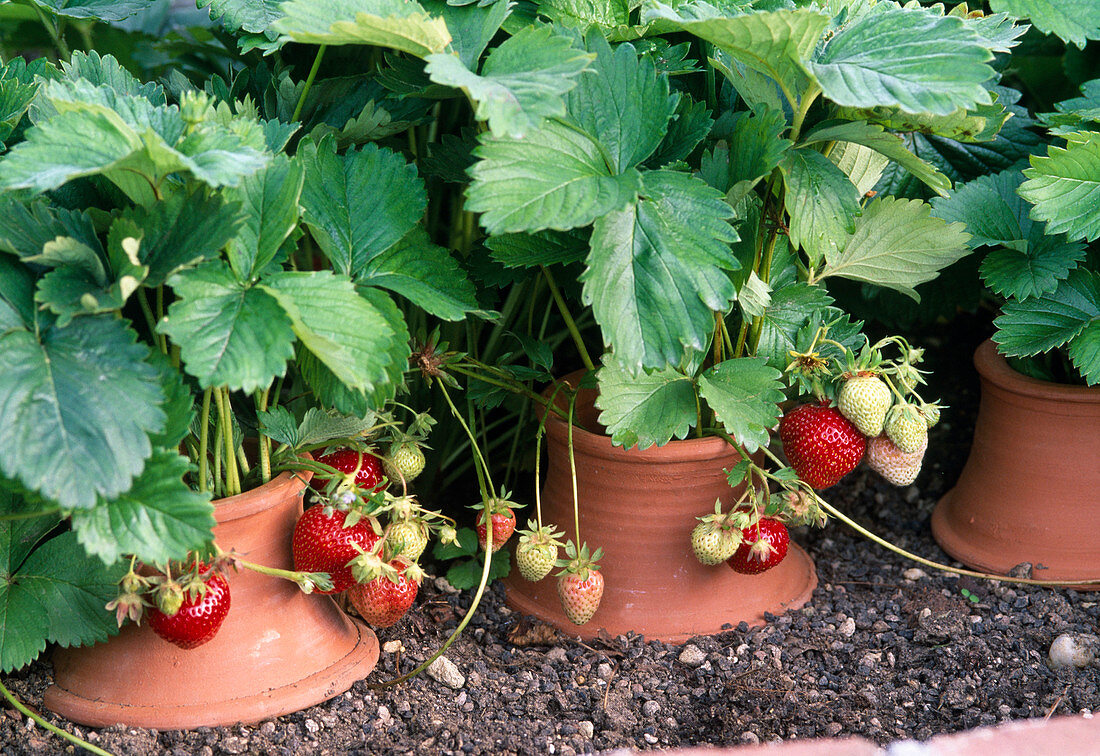 Fragaria (strawberries), terracotta ring keeps fruit clean and prevents rotting