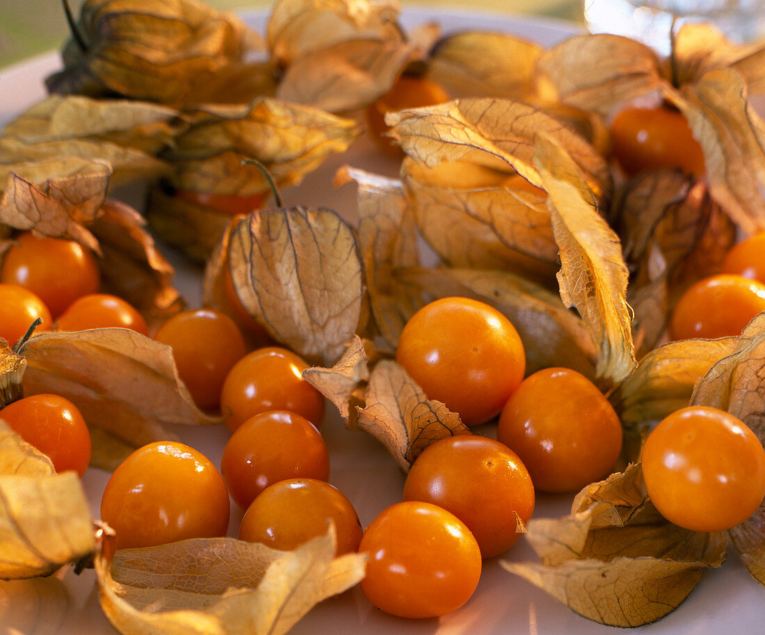 Physalis peruviana (Andean berry)