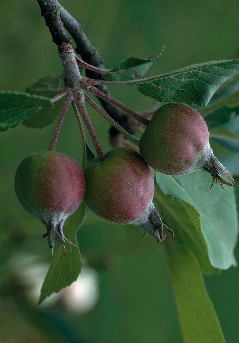 Malus (apple), small fruits on the branch