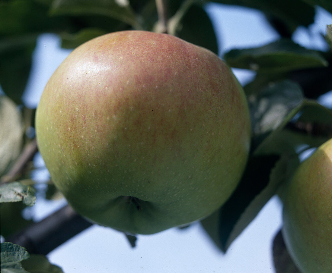 Apple 'Ontario' fruit