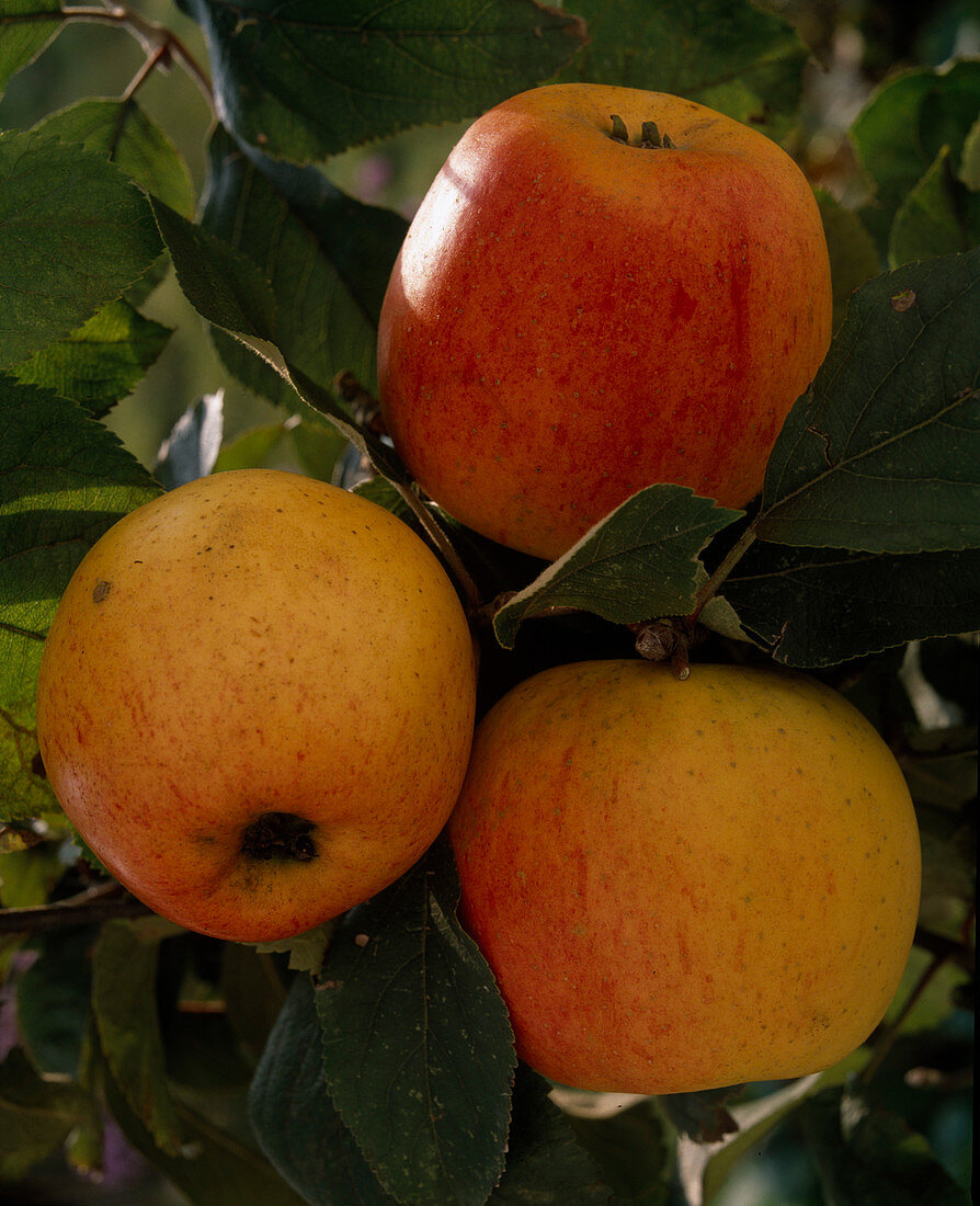 Apfel 'Rote Goldparmäne'