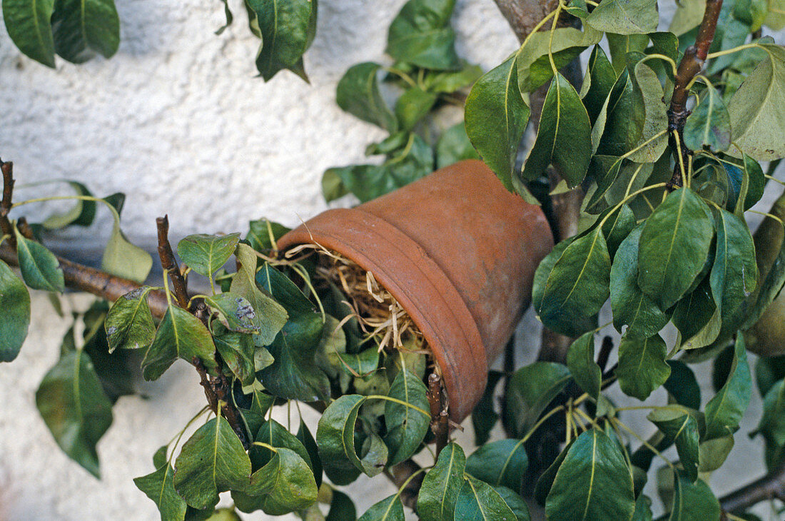 Clay pot for earwigs as shelter