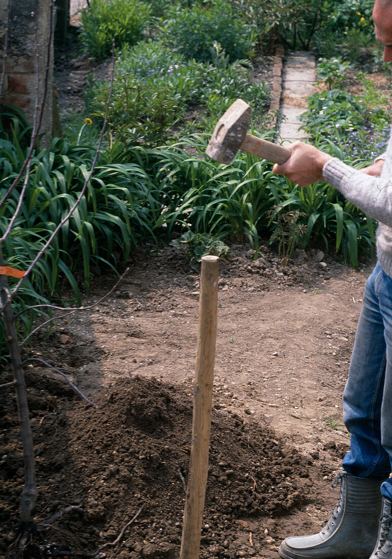 Planting an apple tree (3/10)