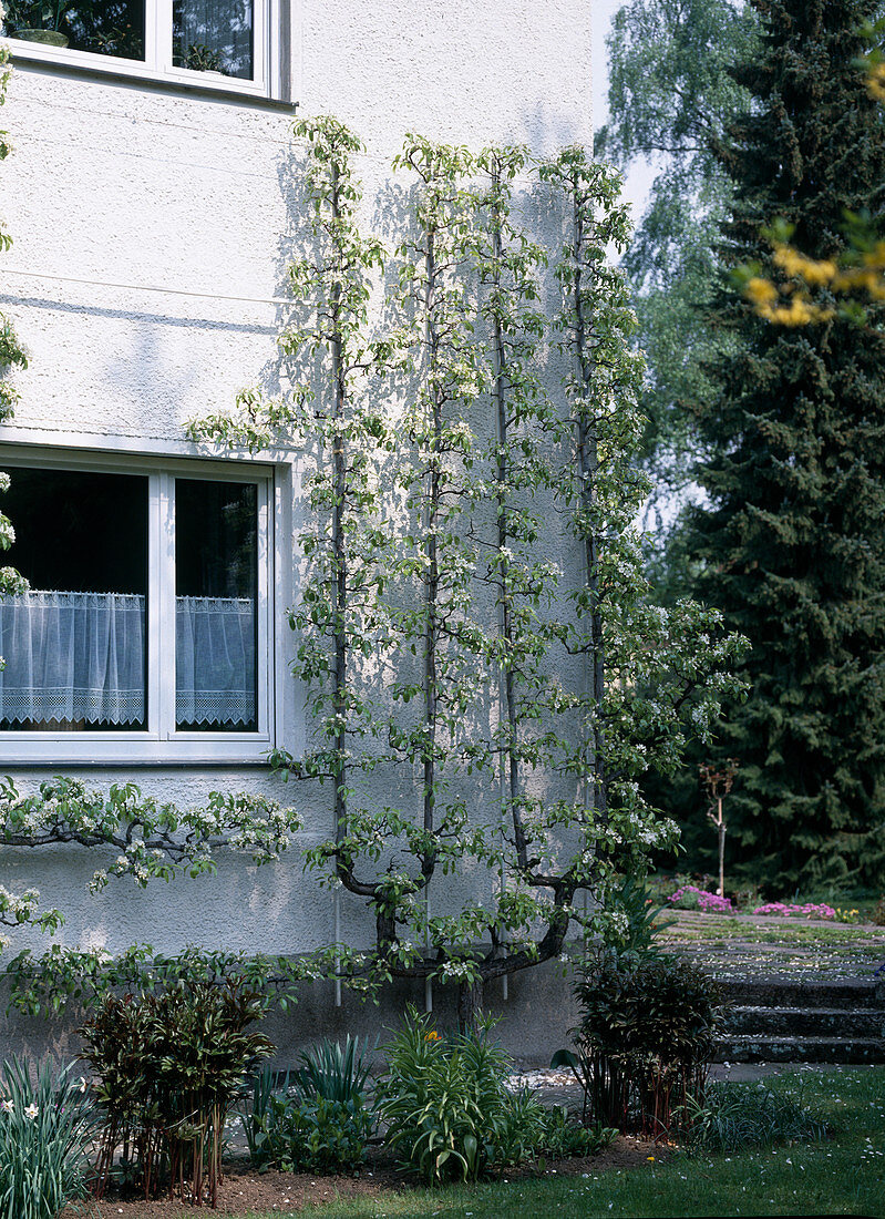 Pear trellis