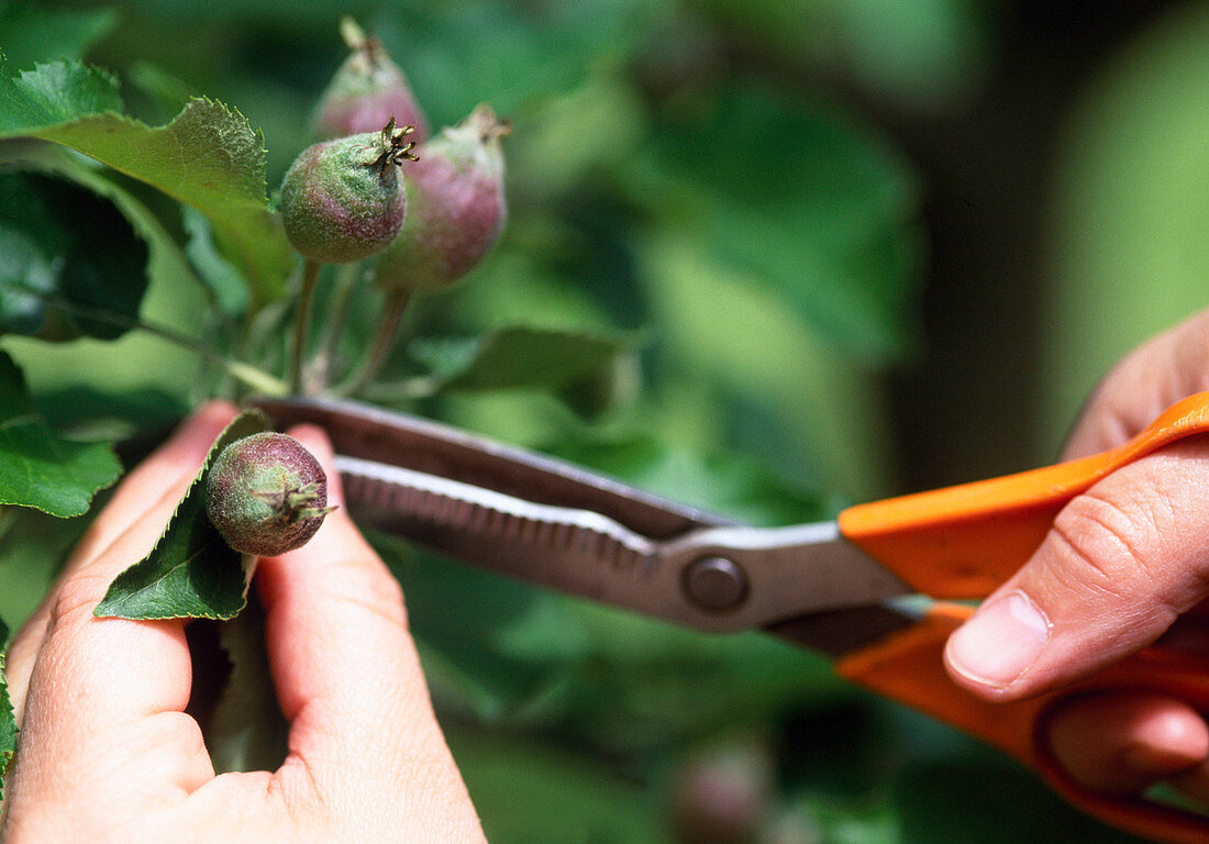 Thinning out apple fruits in June