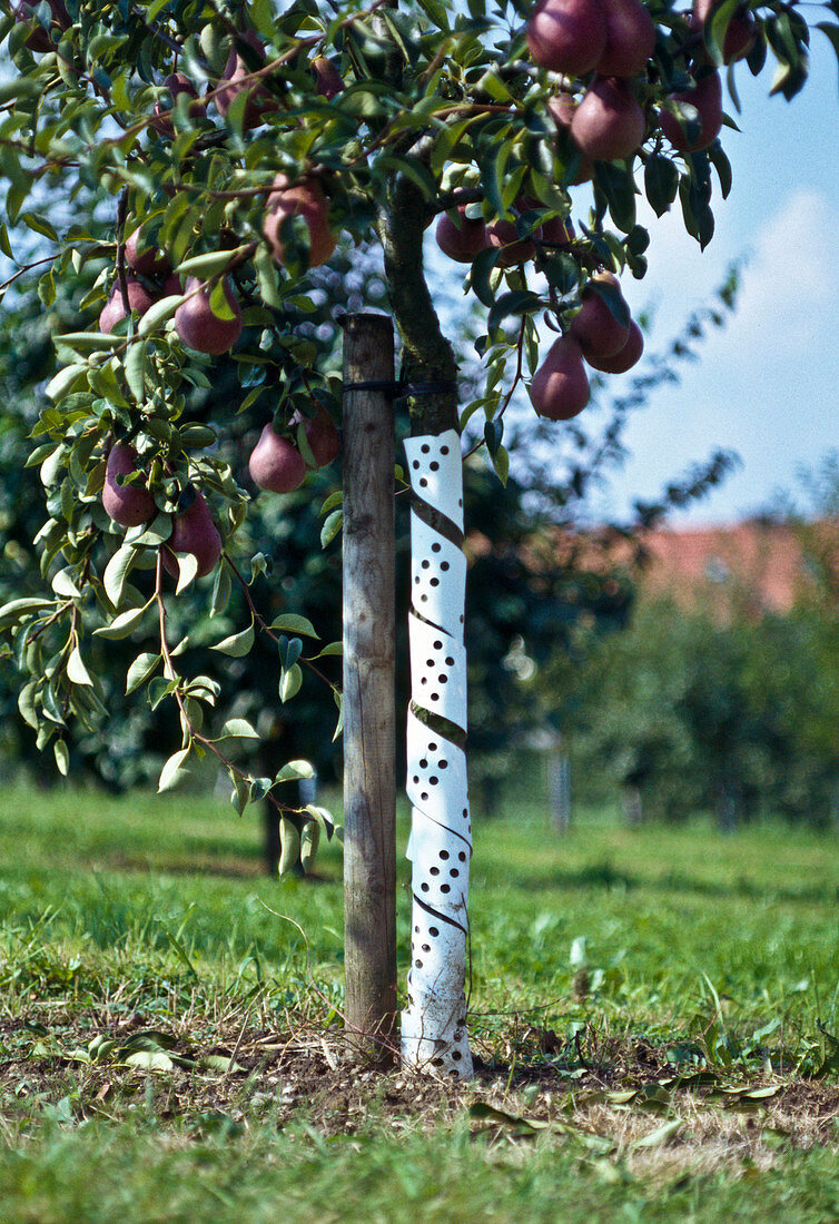 Bark protection on Pyrus (pear)