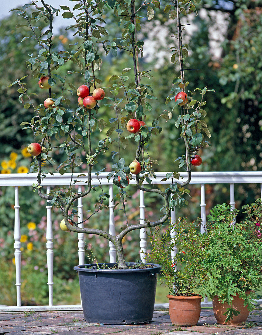 Trellis apple double U-shape in bucket