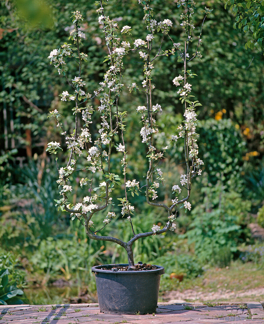 Apple tree (Malus) pulled as a double U-shape