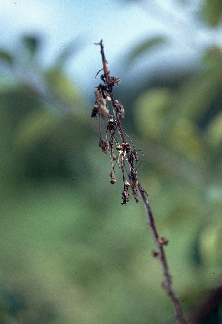 Twig monilia on sour cherry