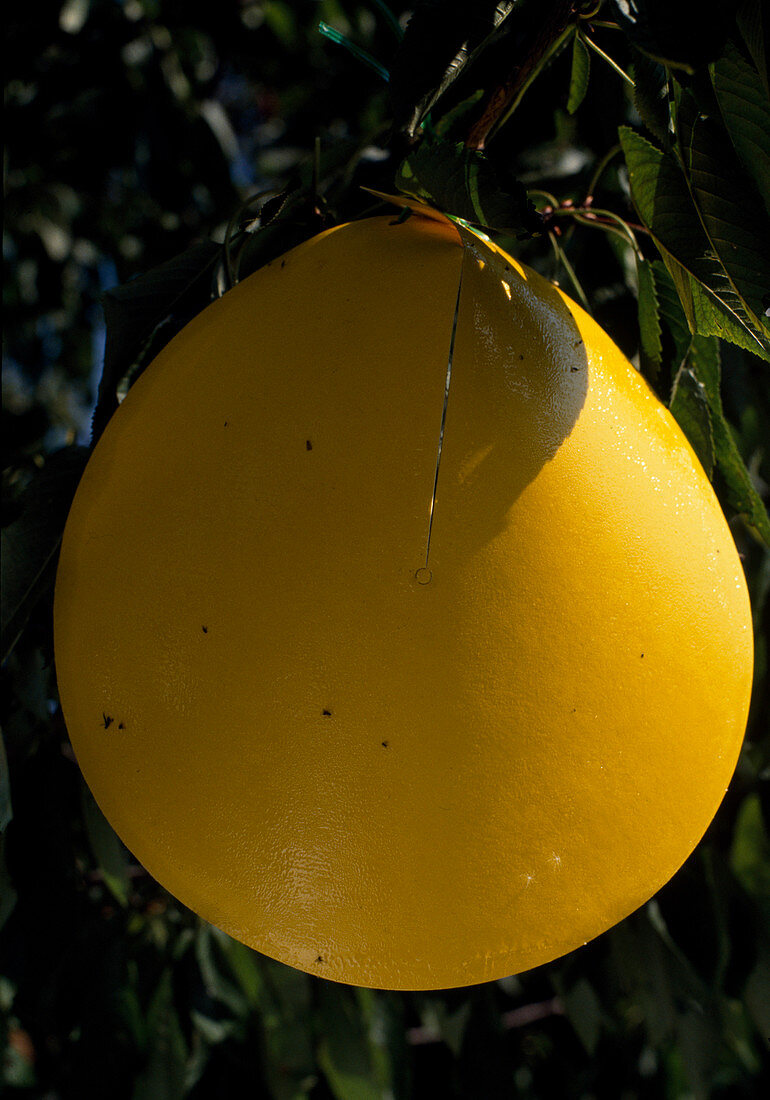 Yellow panels for cherry fly repellent