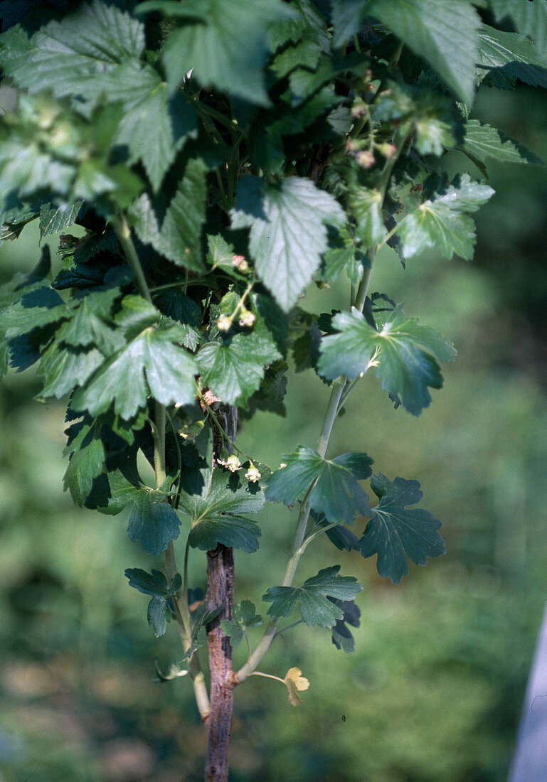 Wildling on a currant stem