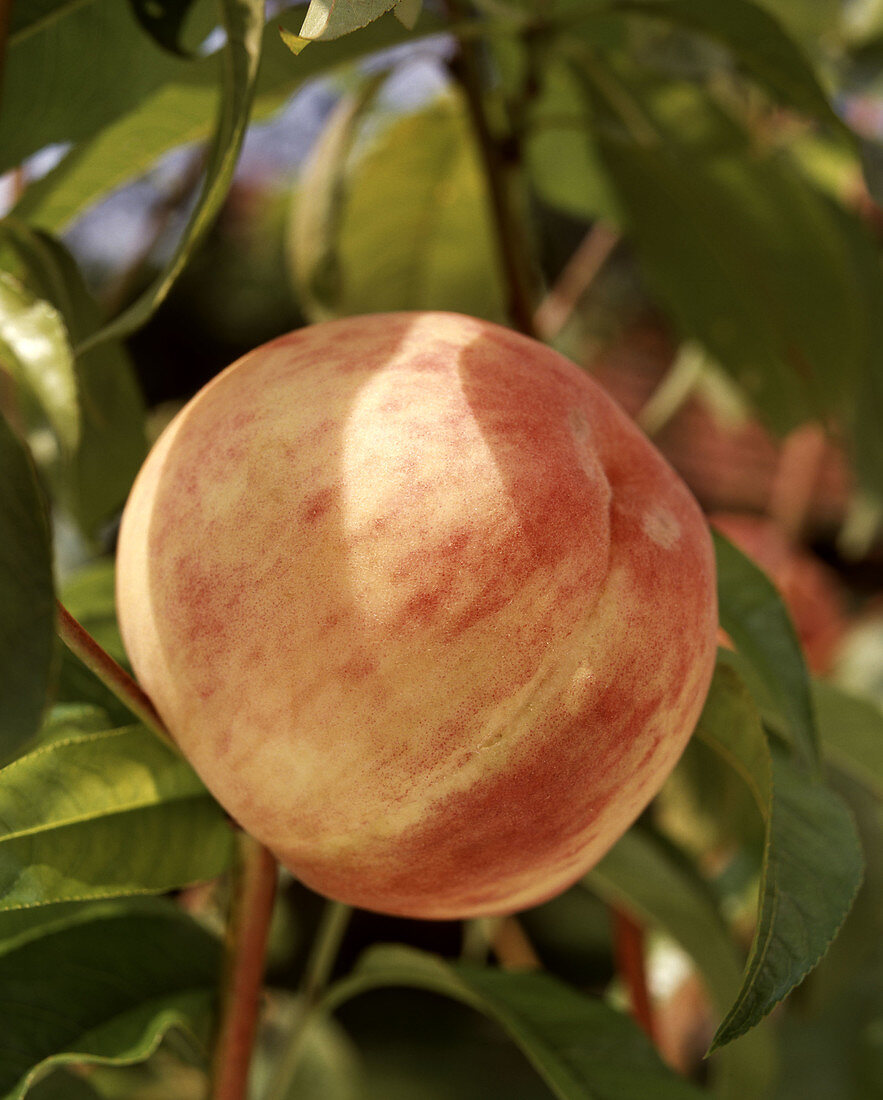 Peach 'Cumberland'