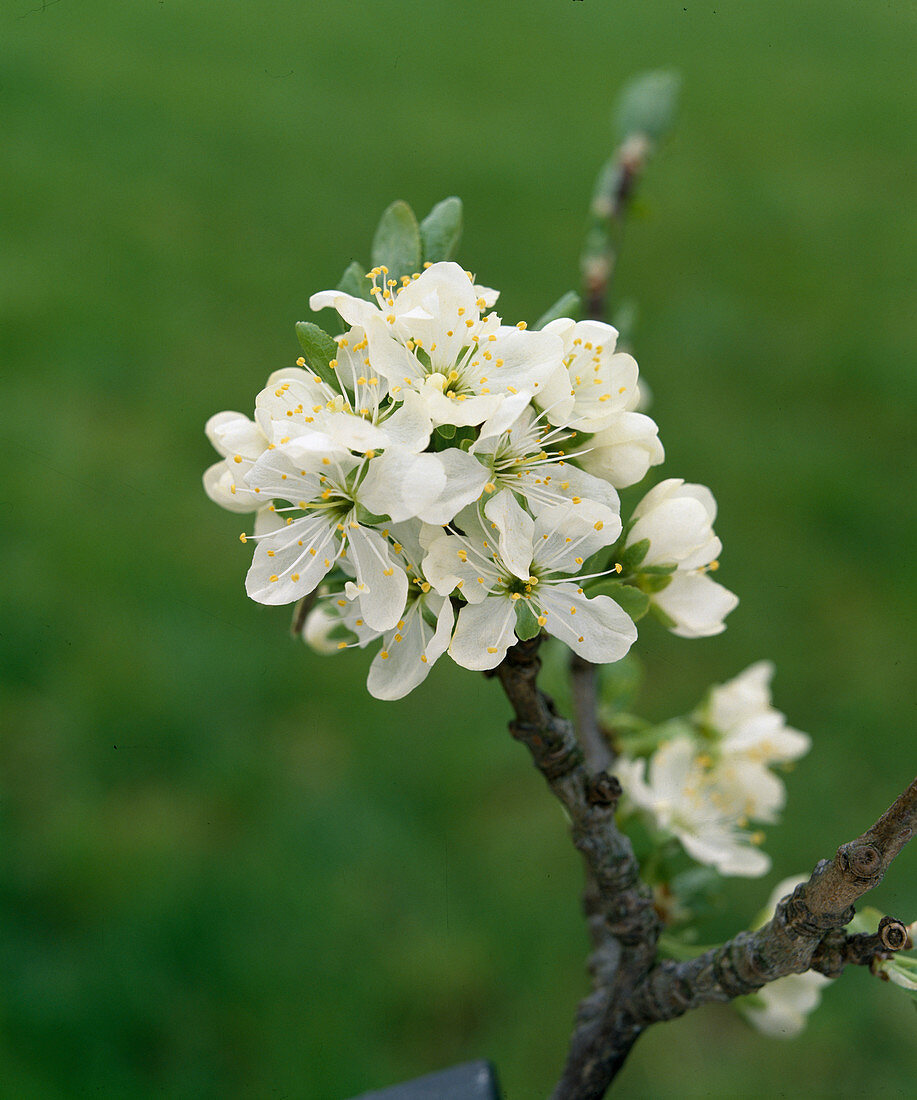 Zwetschgenblüte