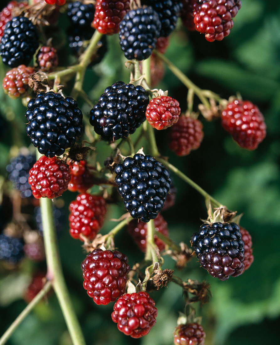 Stingless blackberry