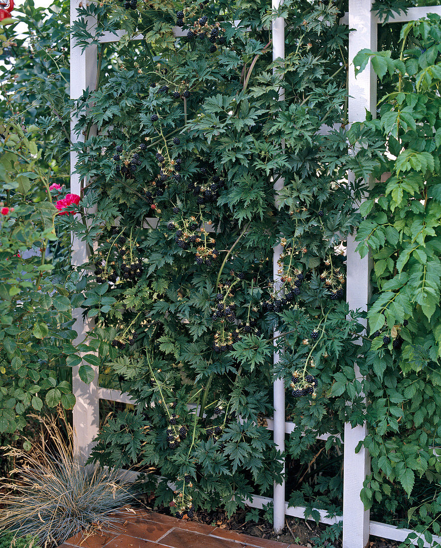 Rubus 'Thornless Evergreen' (blackberry)