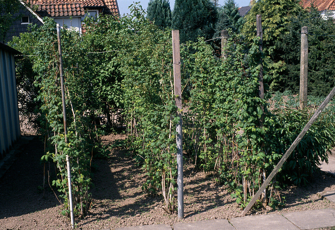 Himbeerruten in Reihe