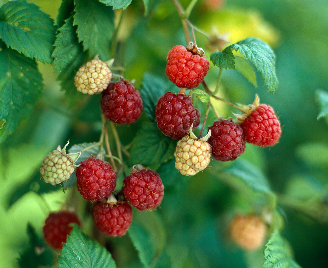 Raspberry 'basket filler'