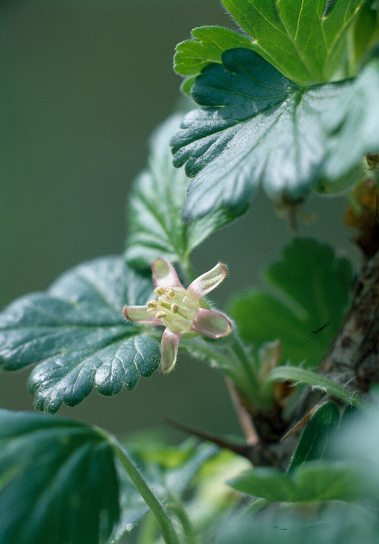 Stachelbeerblüte