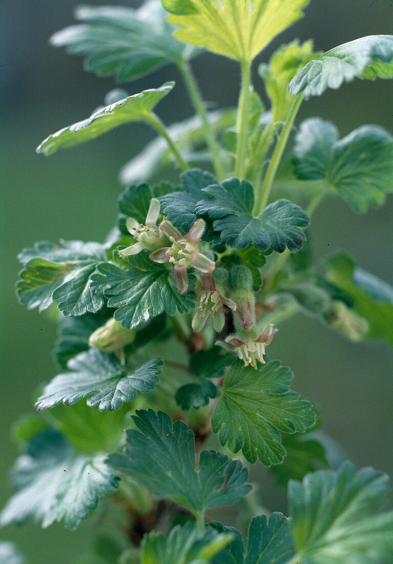 Stachelbeerblüte