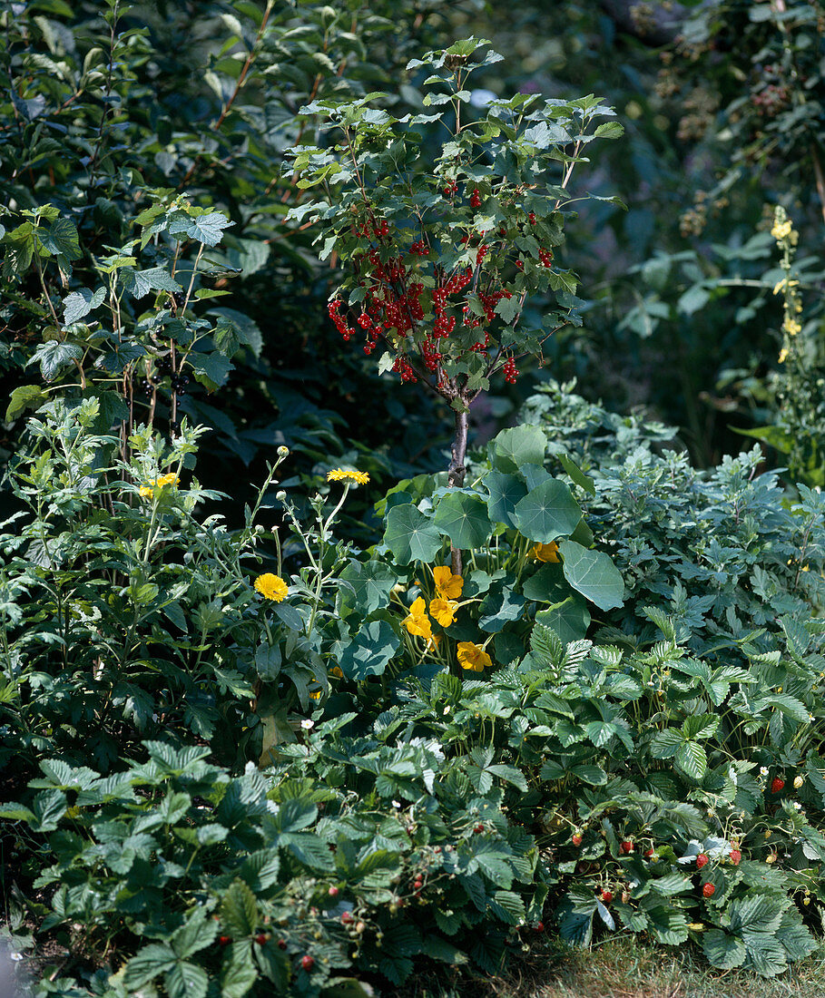 Currant stems in a flower bed