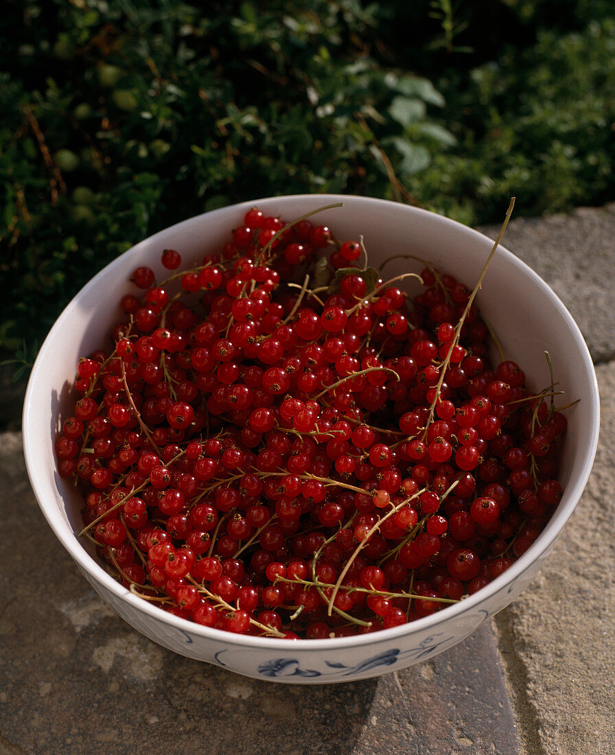 Red currants