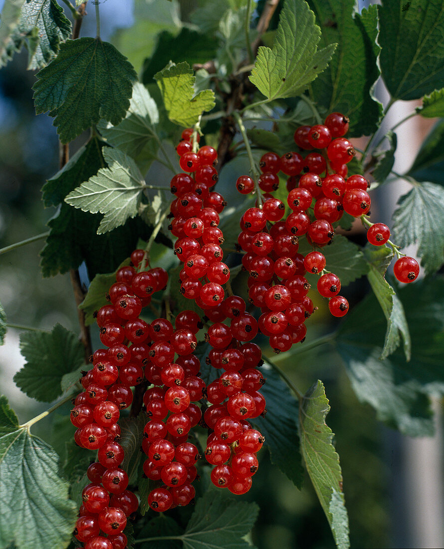 Rote Johannisbeere