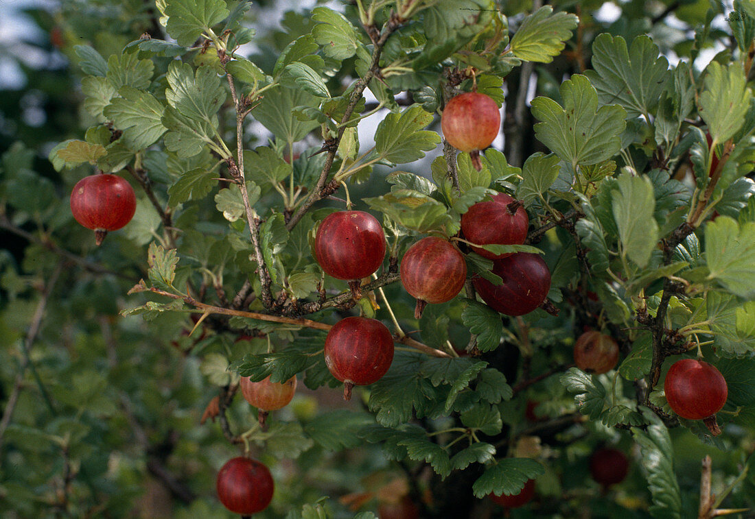 Stachelbeere Rot