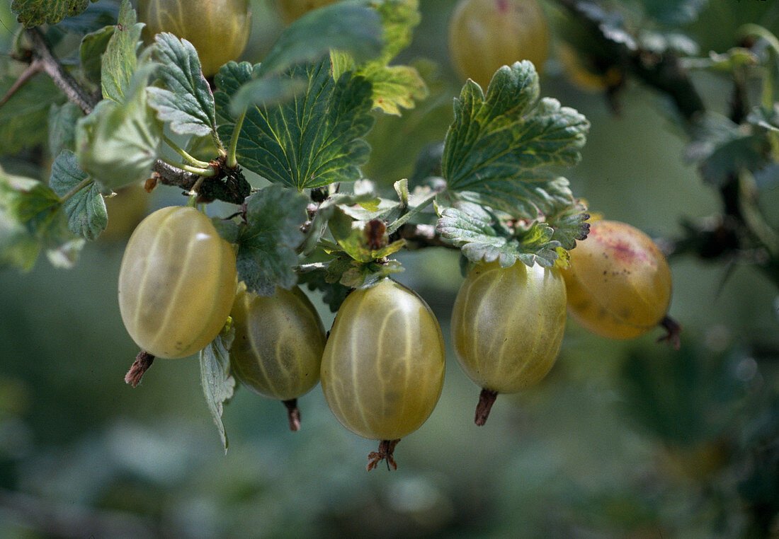 Yellow gooseberry