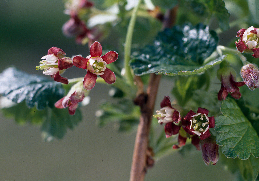 Blüten von Jostabeeren
