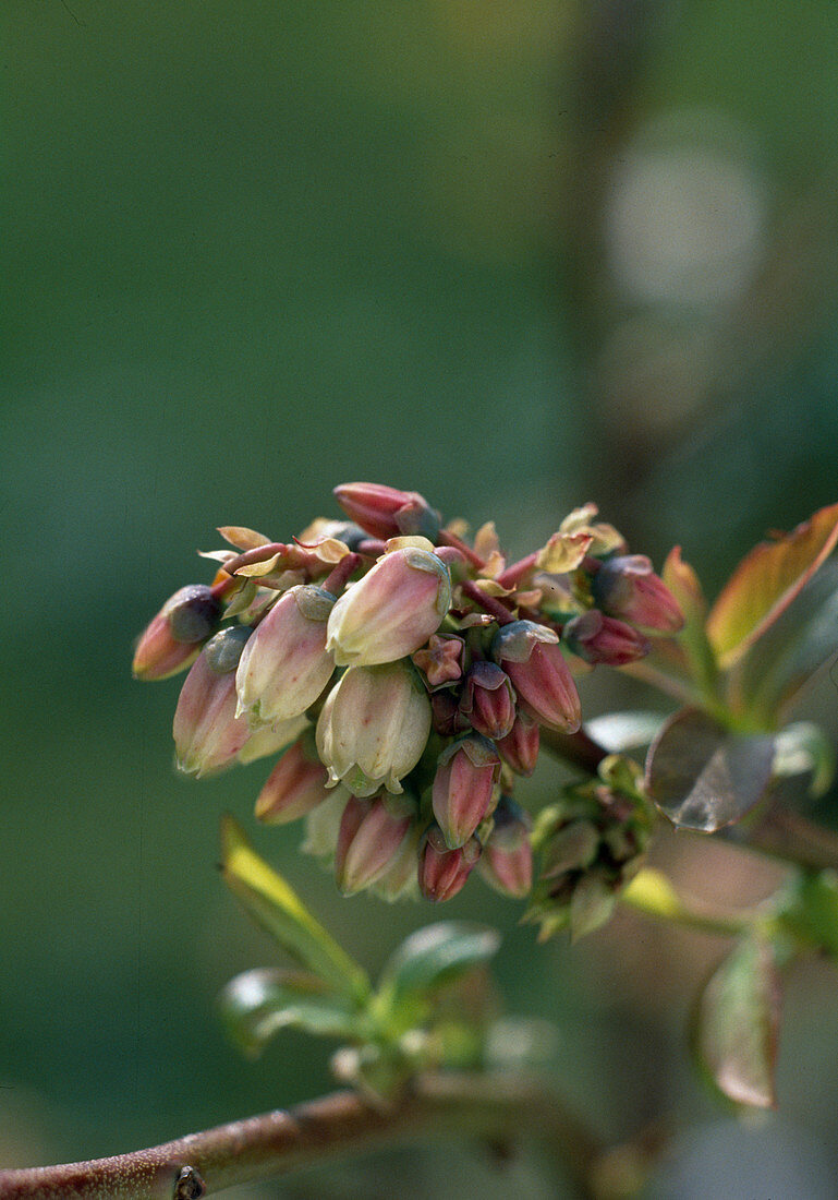 Heidelbeerblüte