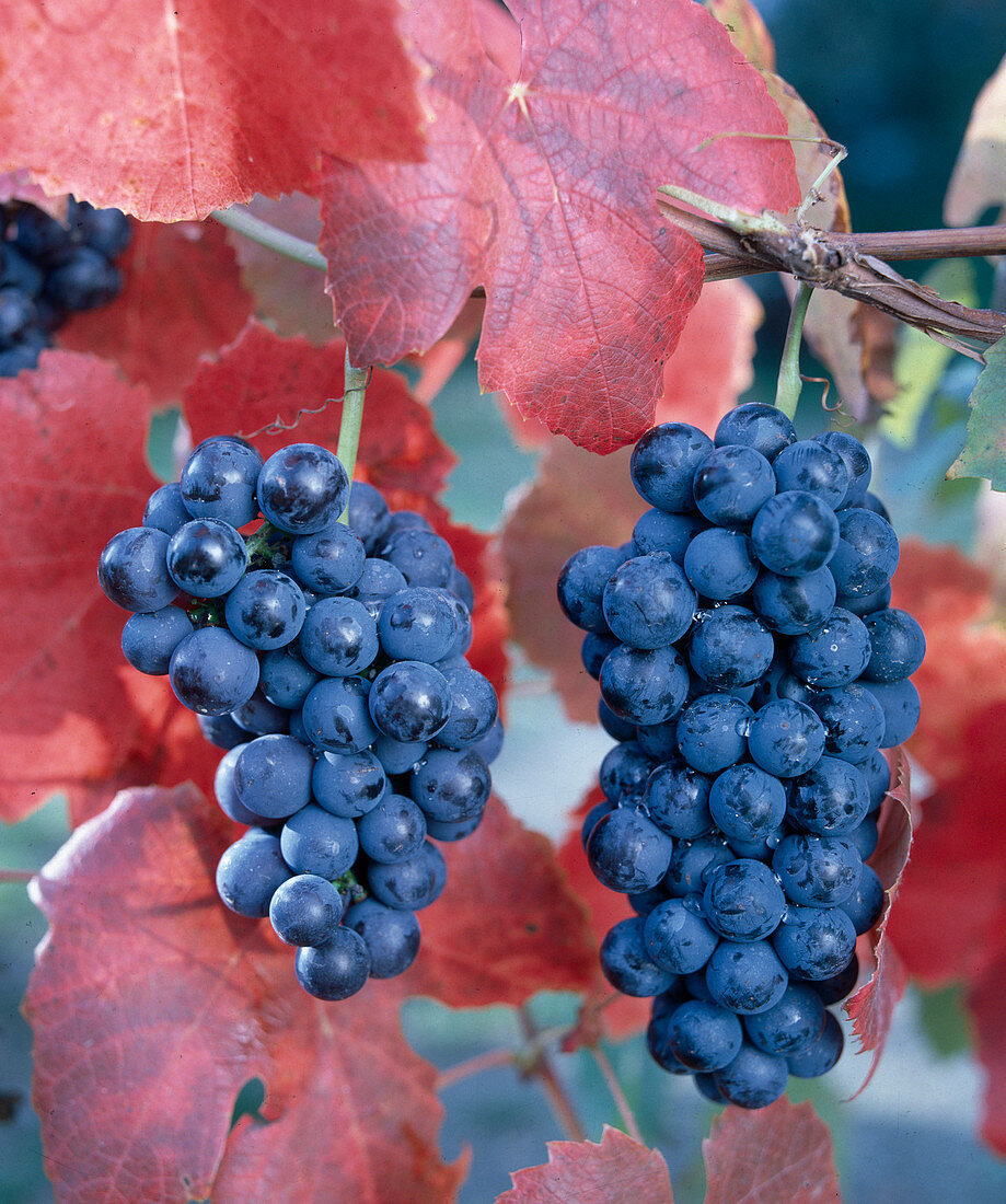 Grapes