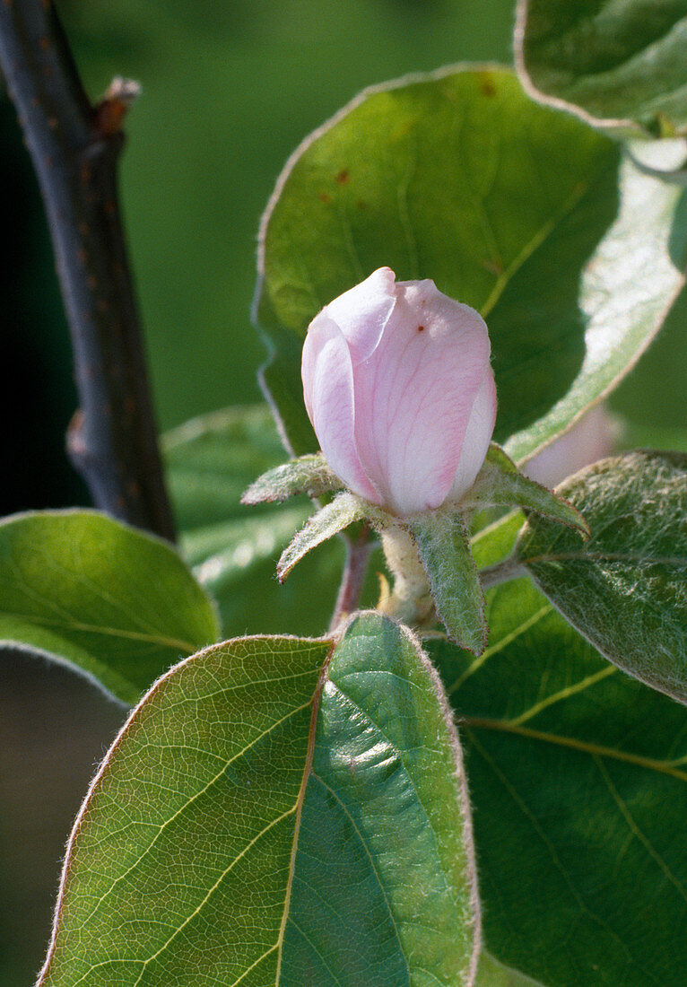 Knospe von Cydonia oblonga (Quitte)