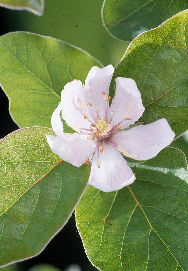 Quince blossom